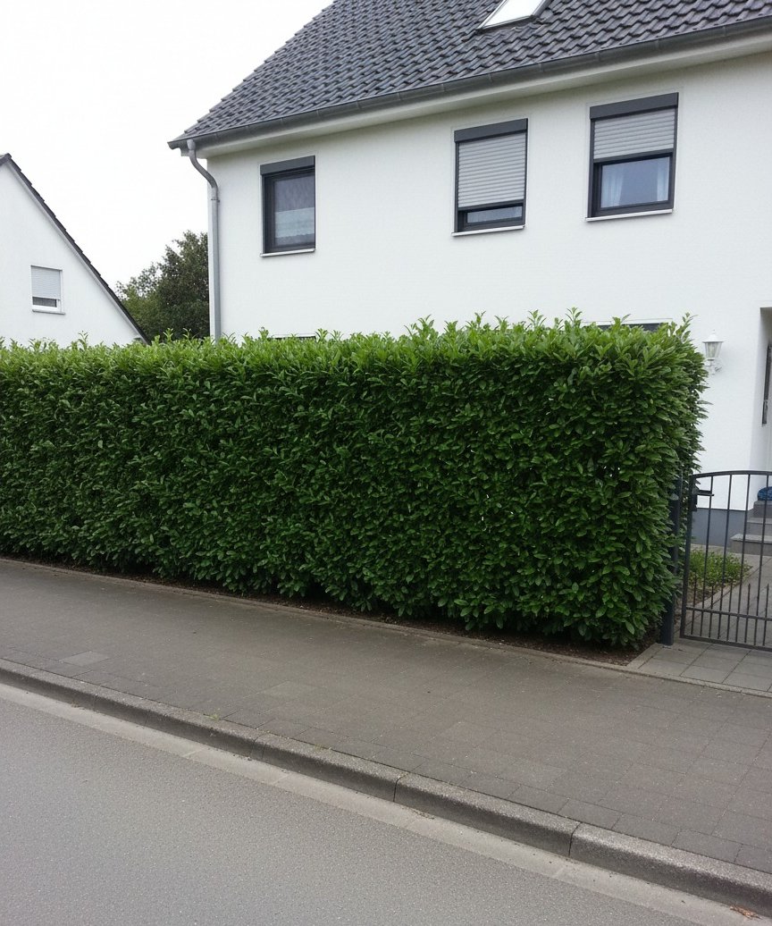 Liguster-Hecke am Neubau — nach dem Schnitt